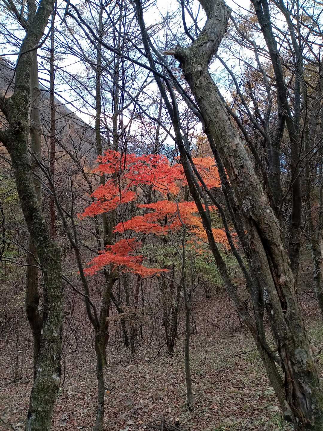 色付いてる木が所々に✨😊