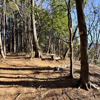 478m圏峰頂上エリア
圏峰とは複数の山が連なる尾根上のピーク