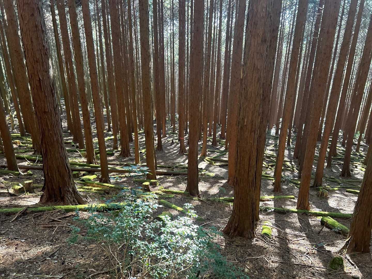 貫ヶ岳（中沢登山口）の写真