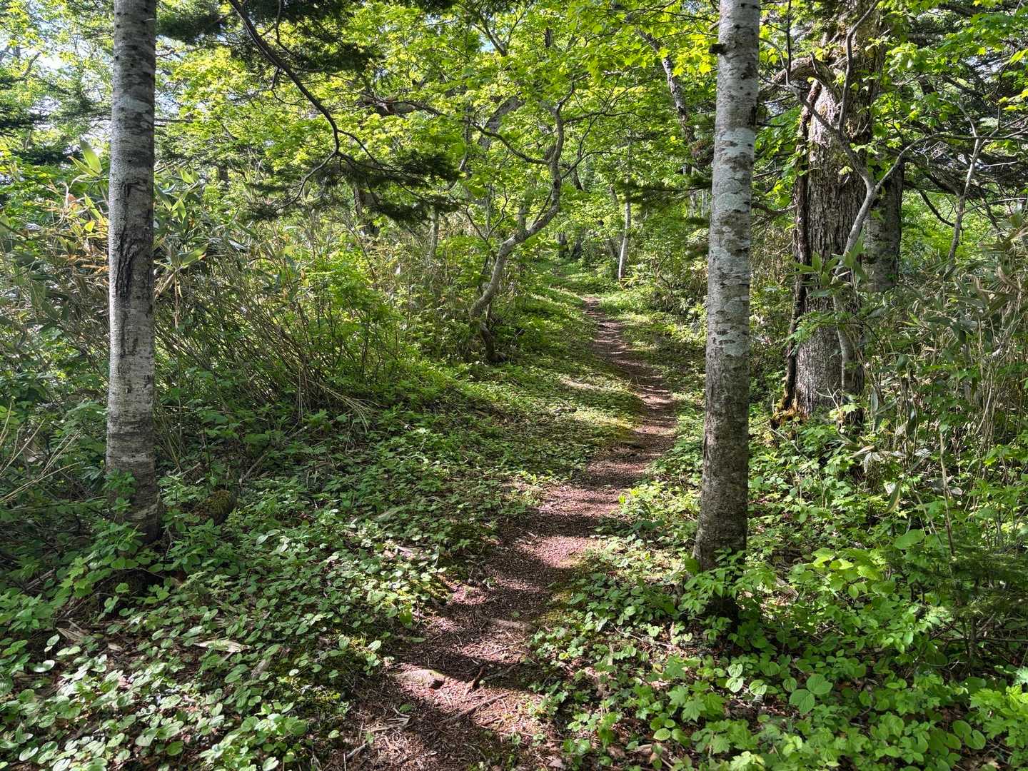 こういう登山道
癒されるな〜🥰