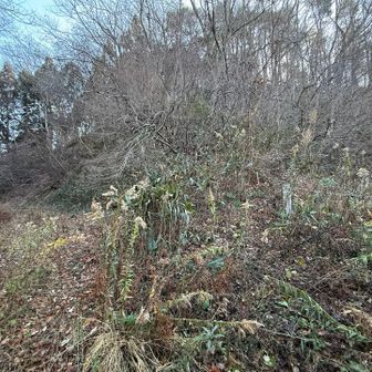 高瀬峠へ来ました
ここから廃林道と登山道が並行してますが、林道も薮化してます