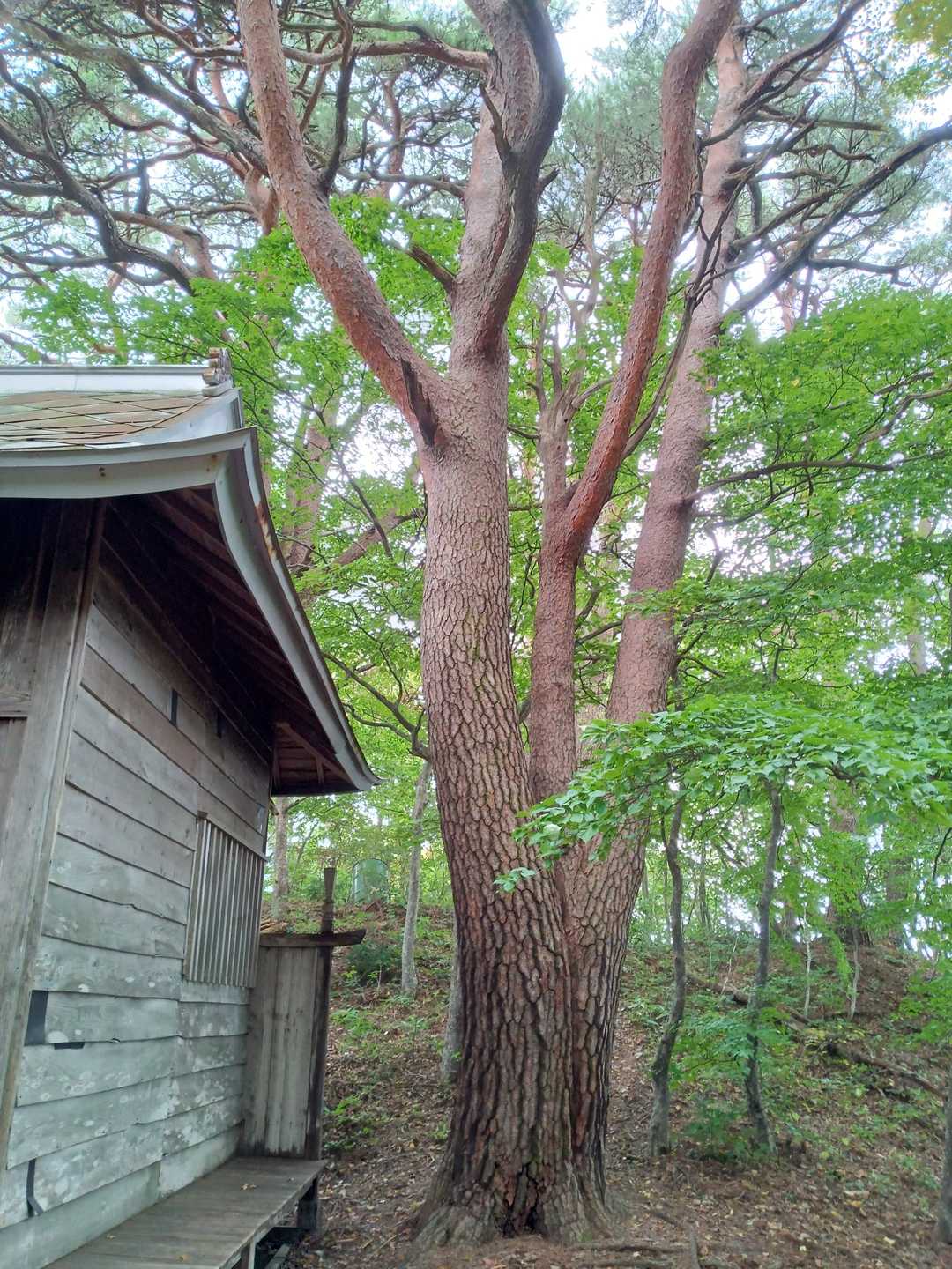 階上岳鳥屋部登山口-つくし森-南岳-階上岳-大びらき 周回コースの写真