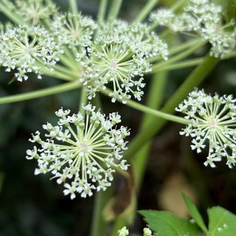 シラネセンキュウ（白根川芎） 
