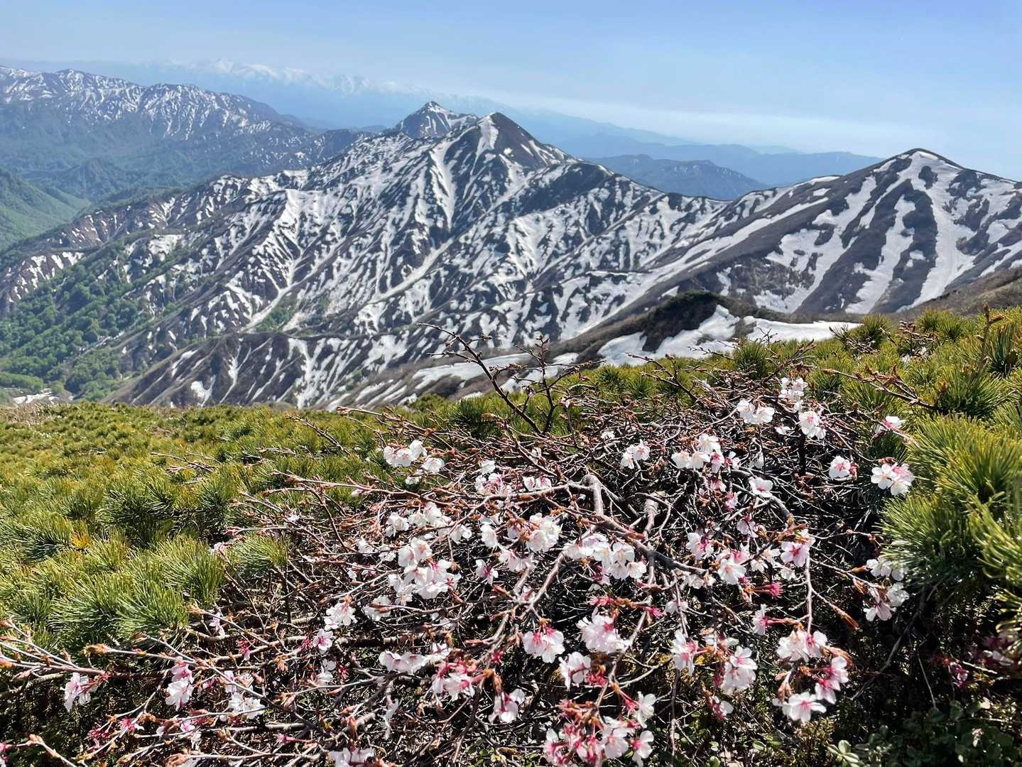 朝日連峰・朝日軍道 / ぶぅの登山データ | YAMAP / ヤマップ