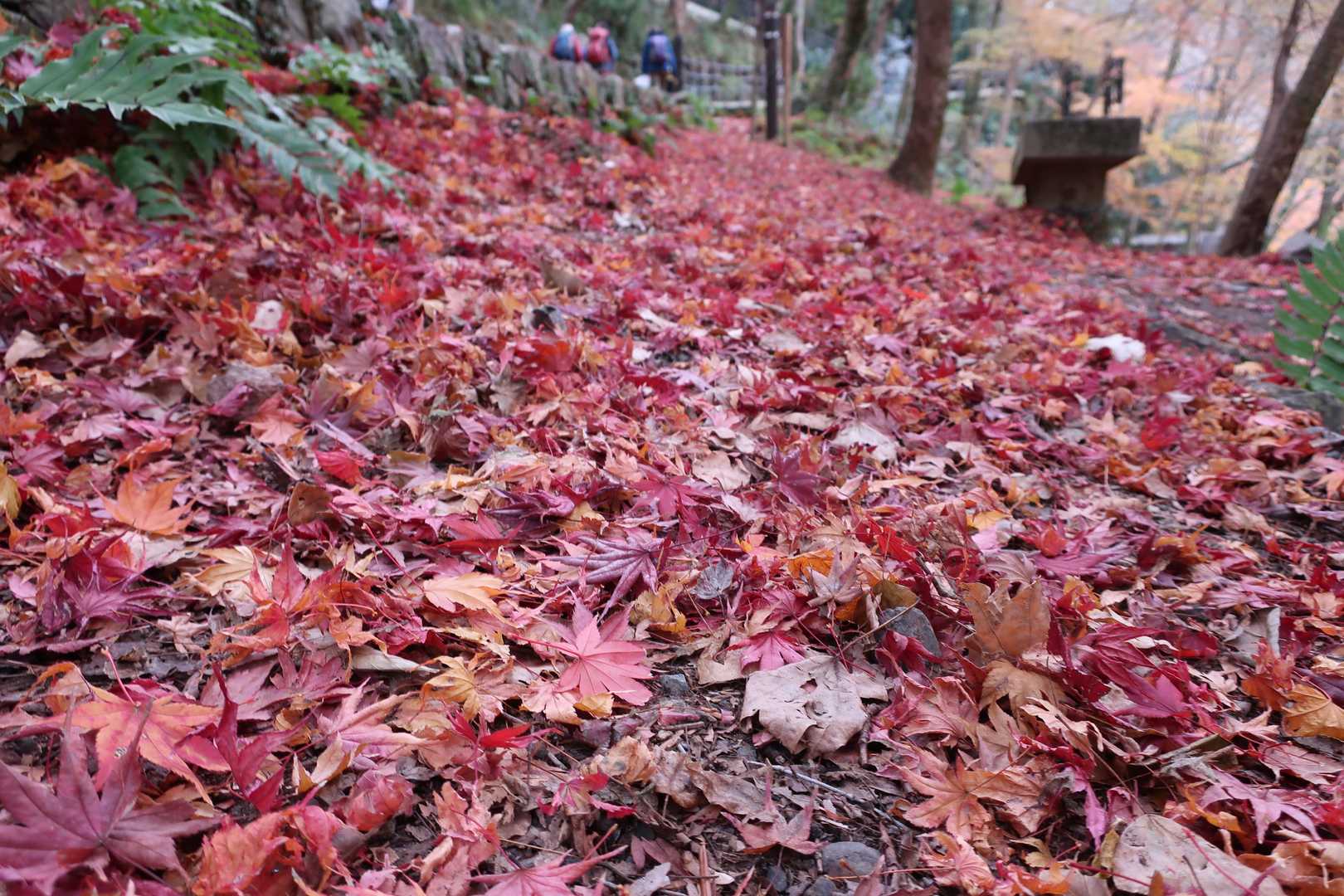 同　敷紅葉