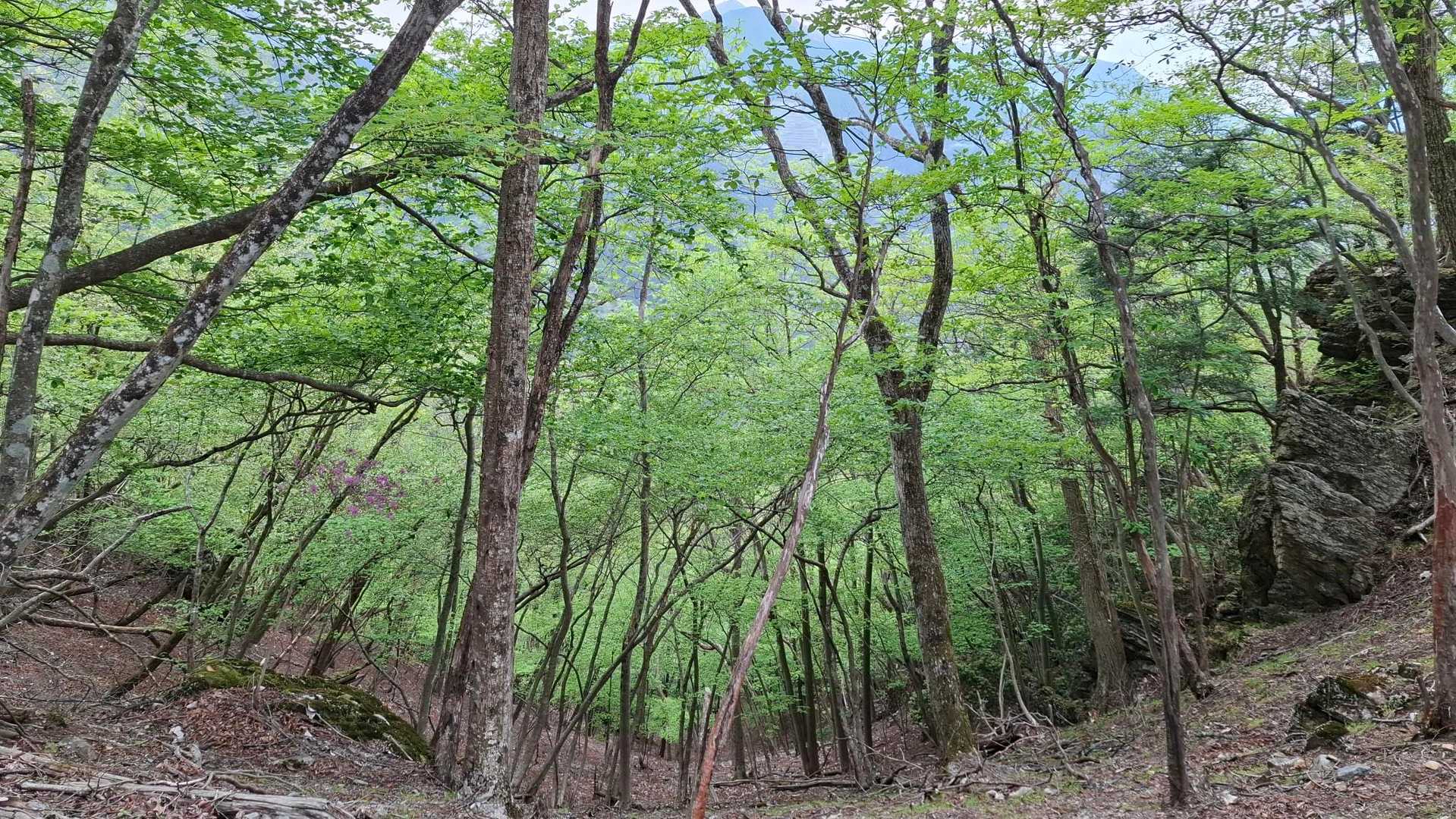名郷バス停-蕨山 往復コースの写真