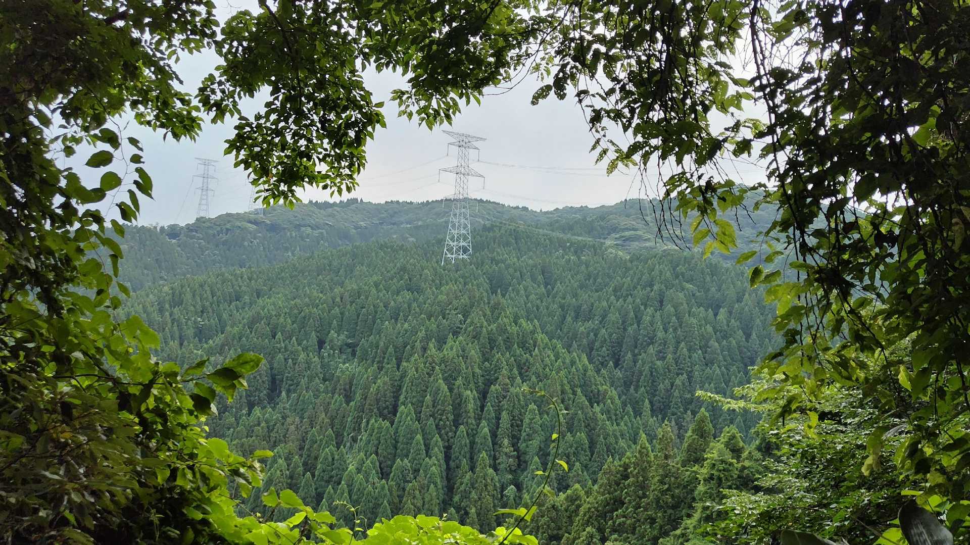 木々の窓より