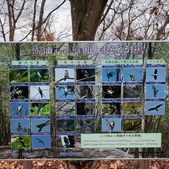 頭高山にはこんなに野鳥がいるらしい。