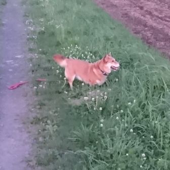 山はいいよなぁ