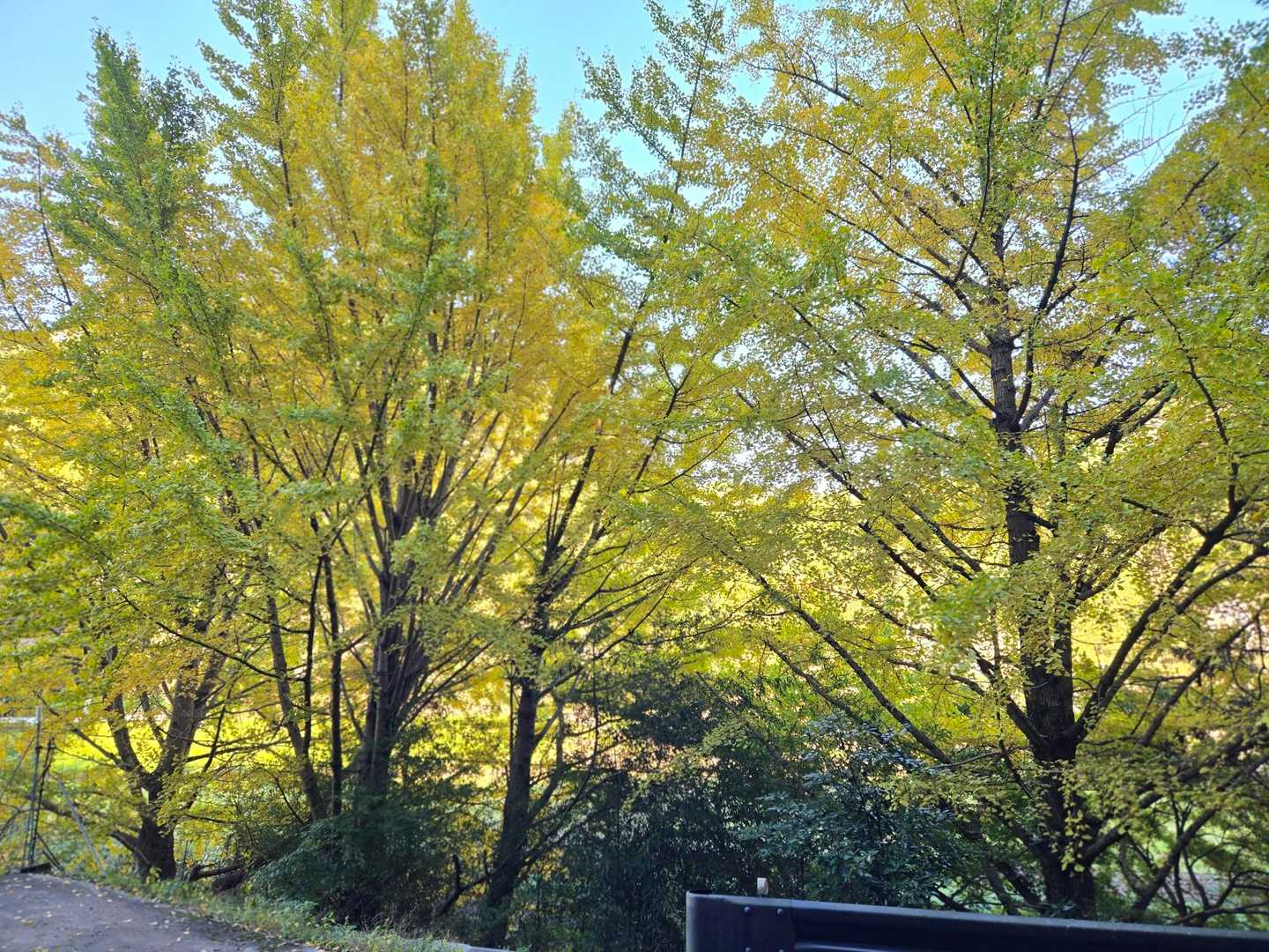 駐車場に戻る途中のイチョウが綺麗🟡