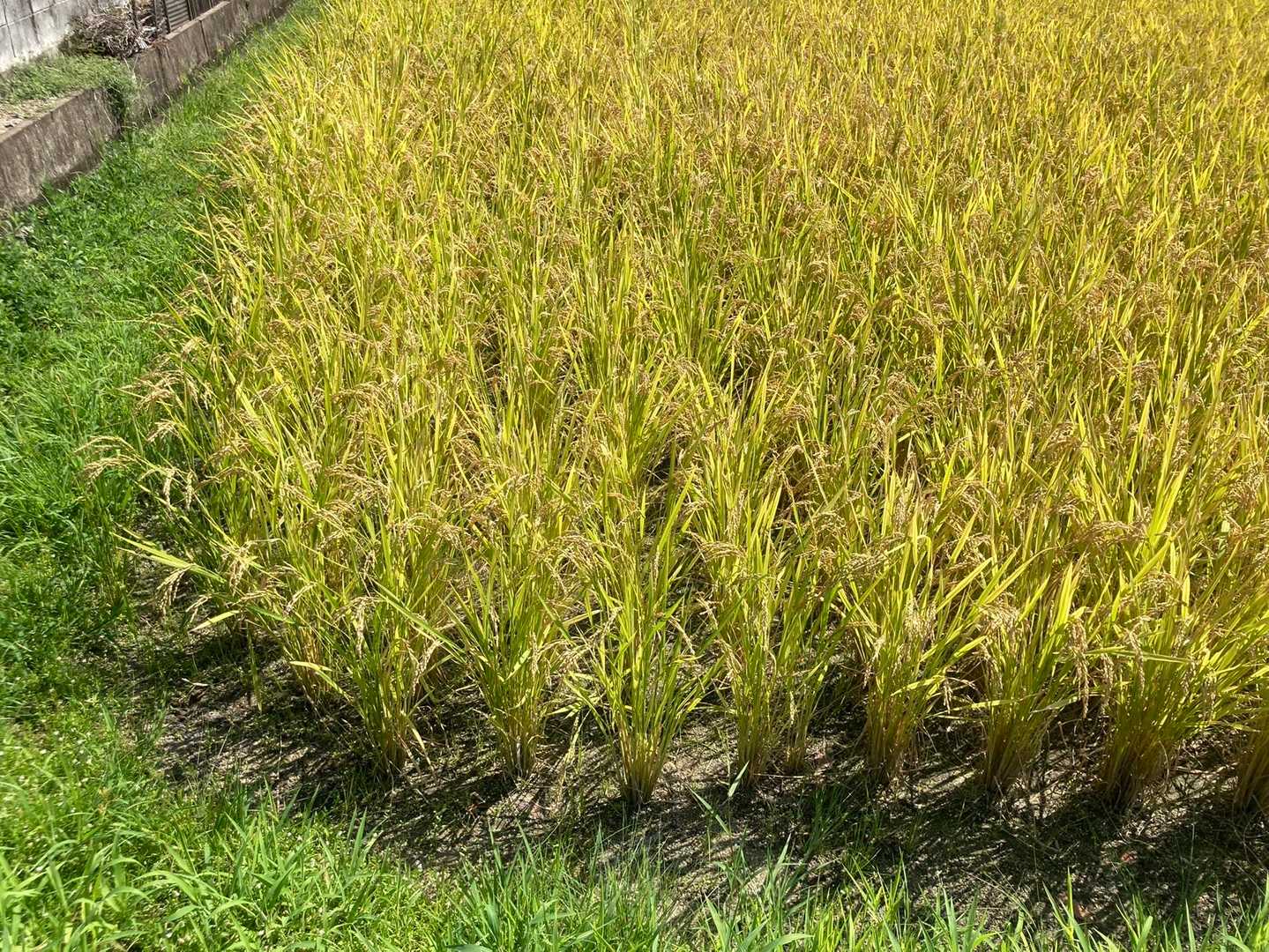 もう稲刈りいつでもできるくらいの色合い。