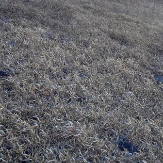 飯盛ヶ城から下山。激下り途中パートナーは、、