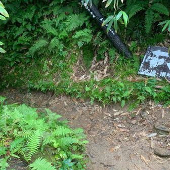 ここの手前に峰秀水の水場あり、撮り忘れた😅