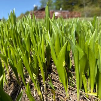 日本スズランより早く咲く「ドイツスズラン」
蕾をつけており、5月末には咲きそうです🌸