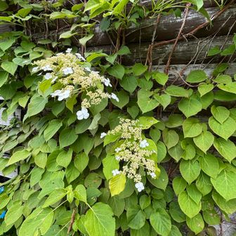 ヤブデマリ？(葉脈が平行に見える)