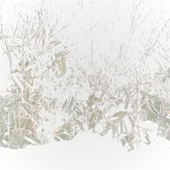 山頂付近の霧氷～白い霧に白い樹氷で画像もホワイトアウト？
グーグルレンズで検索したら、『日本画家である吉澤光子氏のウェブサイトまたは作品に関連するものである可能性があります。』
だって‥。