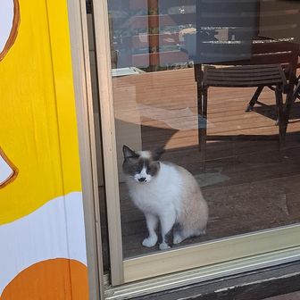 長くなるんだけど、
🍮食べようとテラス着いたら誰もいない？と思ったらランドセル背負った小学生が上がって来て🧒『こんにちは！いまお母さん下にいるからこれから来ます！』としろまるたまごTを来た息子さん！なんて偉いんだ😭❤
お母さん登場！
うちら👯『お邪魔してます～』
👩🏻『あら、やだ〜💦ご注文は？💦あれ、犬、やだ外出てる😂』みたいな、まじで芸能人の突然訪問カフェみたいなやりとりで、ワンちゃん🐶⬆のガラス窓鼻で開けて出てくるわ、猫ちゃん出てくるわ🐱

とにかくみんな可愛くて癒されます❤

たまたま奥にいた娘さんか(話を聞いたらとにかく素晴らしいお嬢さん✨)にお店を始めた理由を聞いたり、鶏たちの飼育や犬猫ちゃんたちの馴れ初め聞いたりとにかくハートフルなお店で、めちゃくちゃオススメです‼️
是非行ってみてください😊