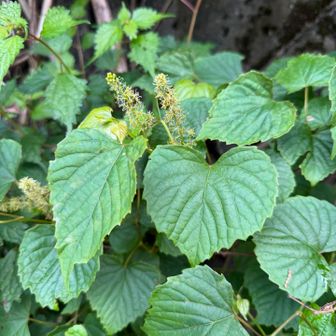 サンカクヅルの花　実は10月頃には食べられる😋