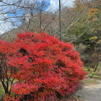 ドウダンツツジが真っ赤になっていました。

我が家のも、真っ赤です。