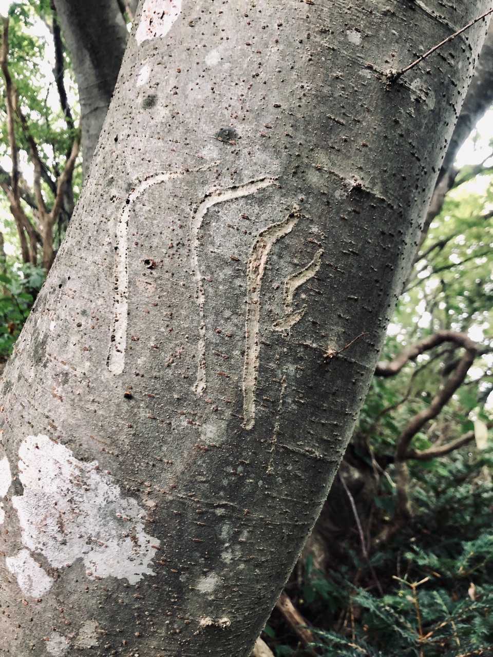 熊の爪痕