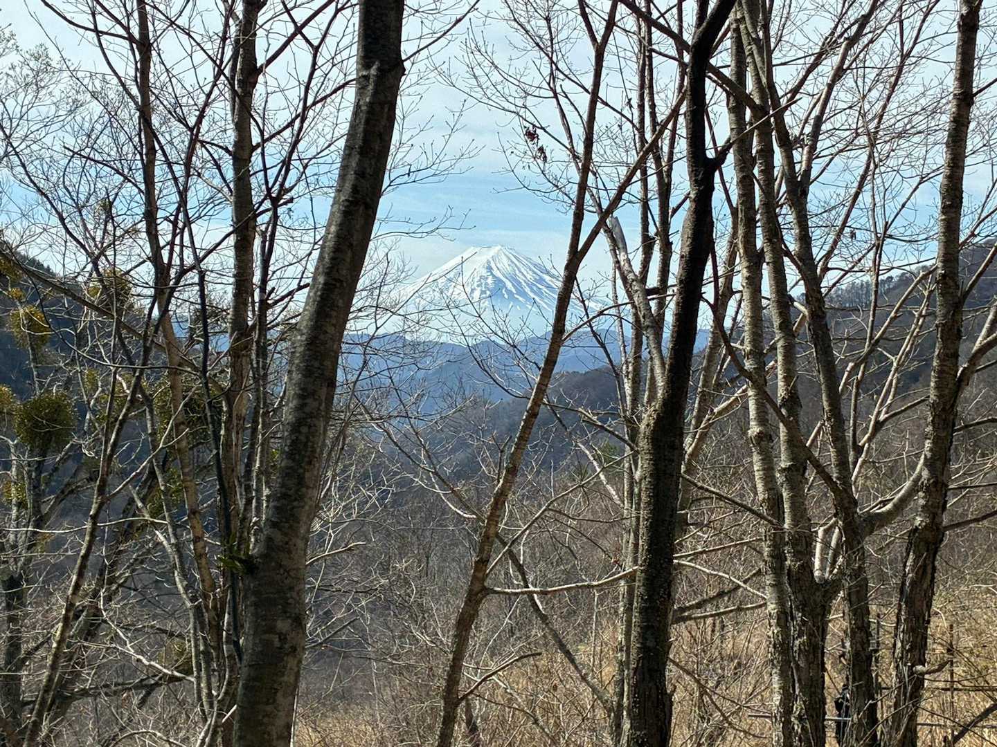富士山！
葉が茂ると見えないだろうなぁ？