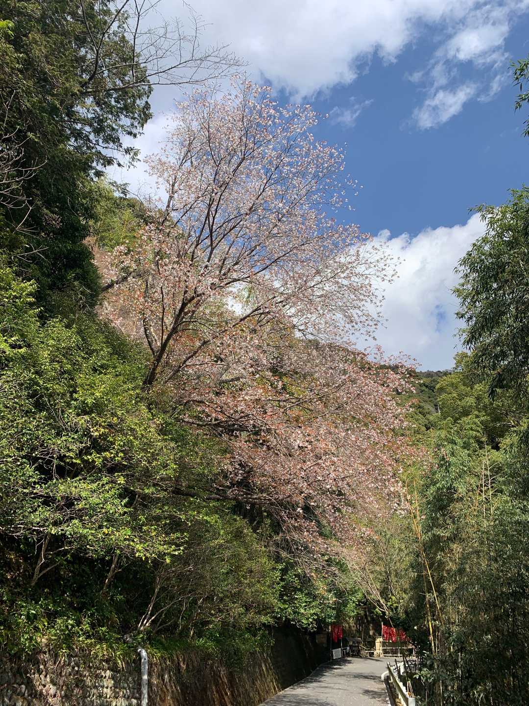 桜が散りかけていました。でもキレイ