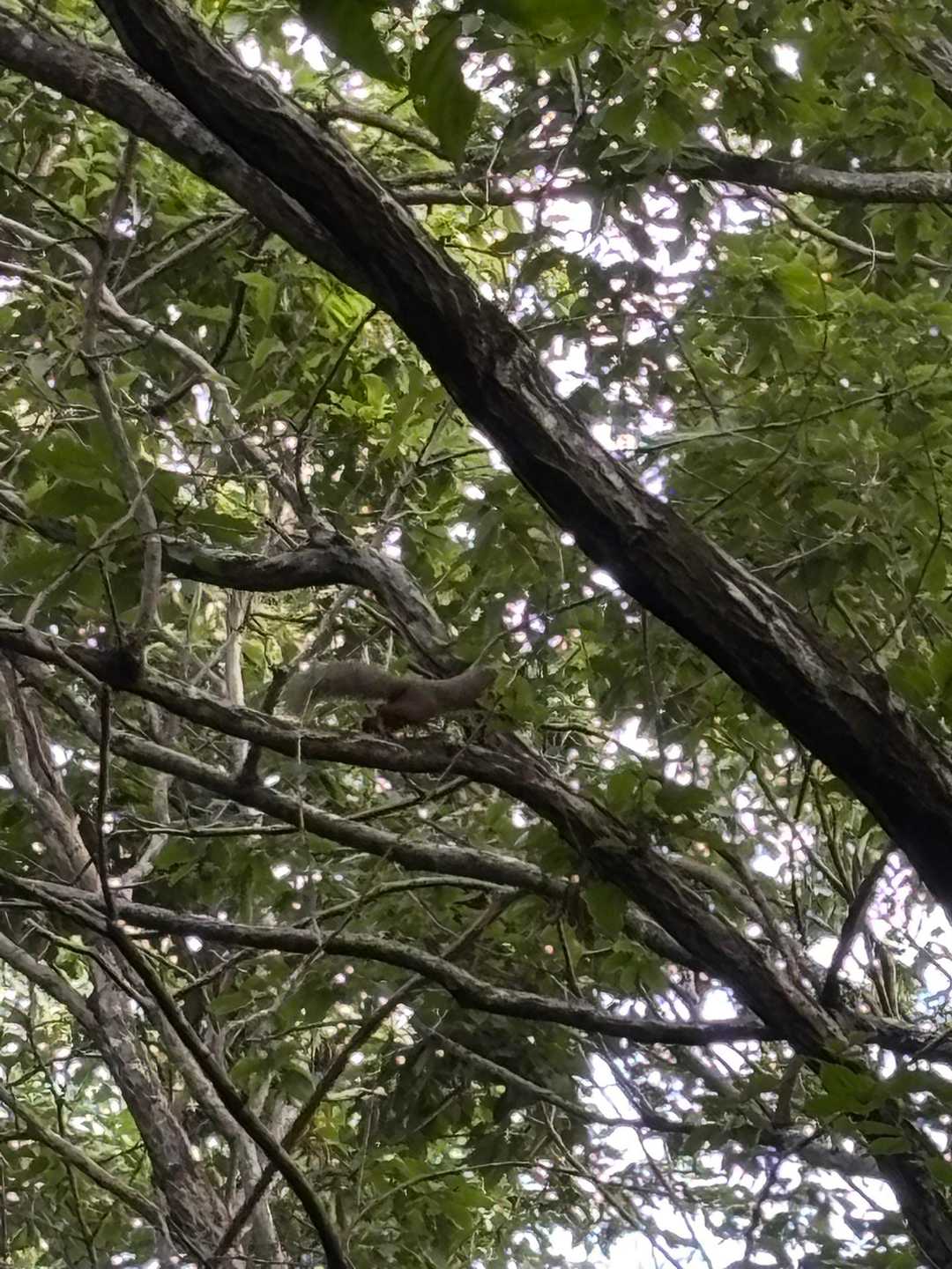 しっぽフワフワで長い💕