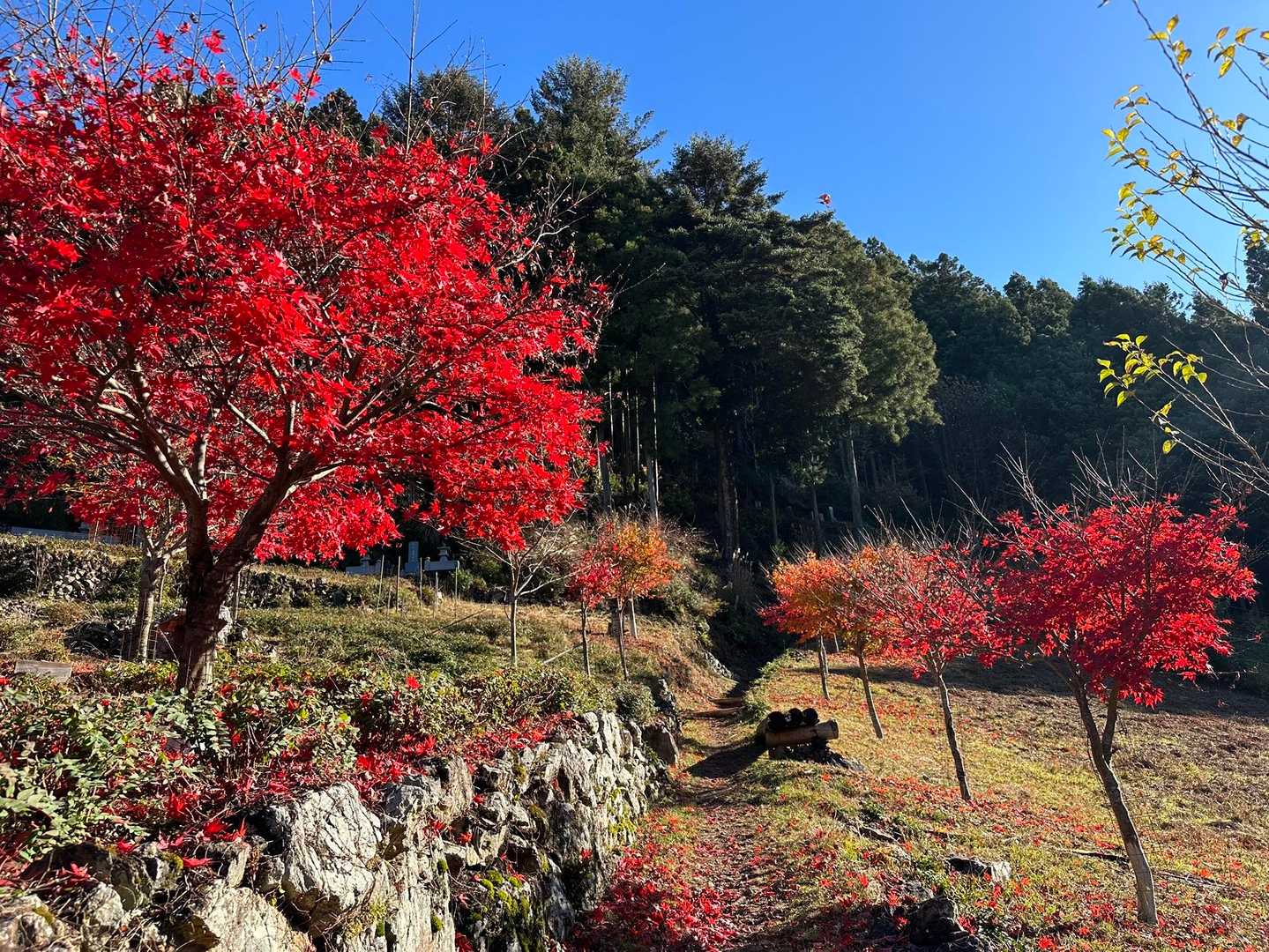 発色すばらしい✨
