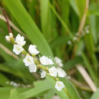 田んぼに咲いてたお花