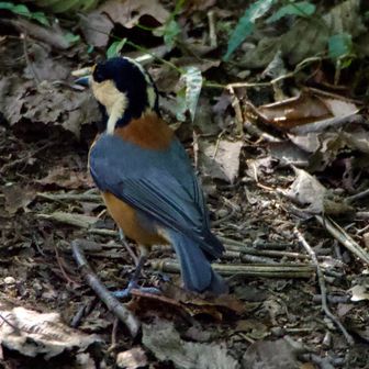 オオアカゲラを撮り損ねたのでヤマガラをパシャリ