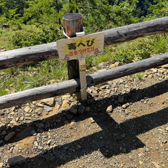 今日は毒ヘビいなかった。