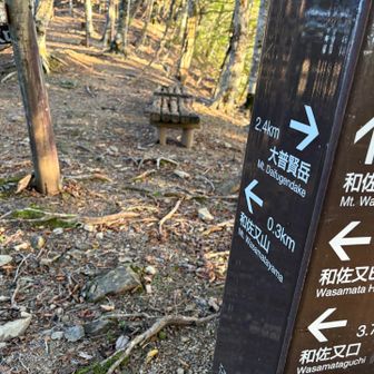 最後に和佐又山へ登る
300mだって
