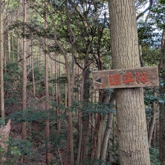 見どころあら