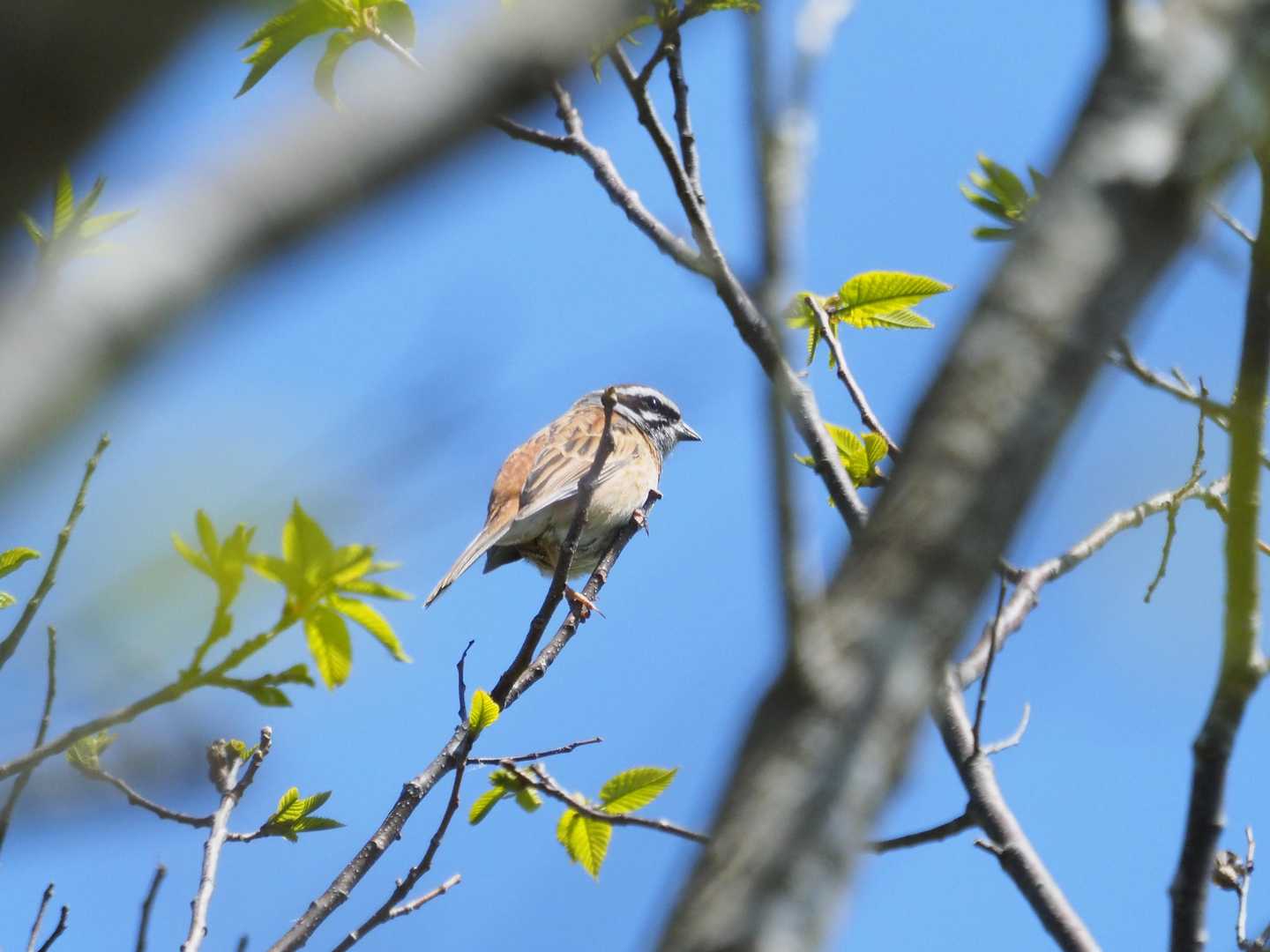 囀ずるのはホオジロ君🐦️