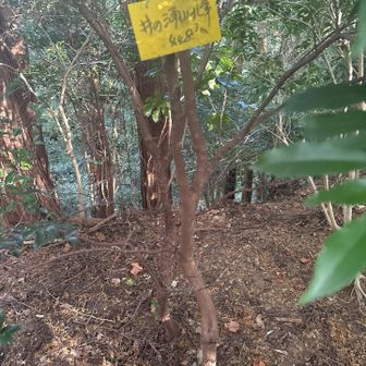 オフロードバイクが３台駐輪中の井ノ浦北峰へ

良い年のオジサンライダー３人が
登山者に出合ったのを驚いていたが
