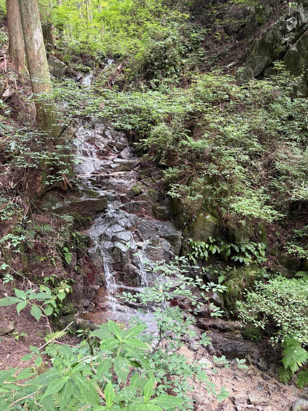 金剛山 寺谷↗︎本道↘︎ 縦走コースの写真
