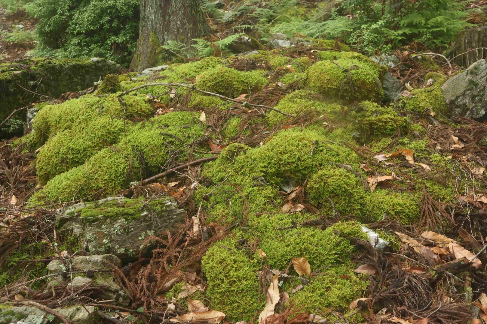 富貴山 往復コースの写真