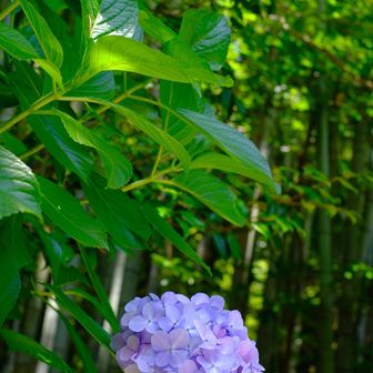 紫陽花と竹林