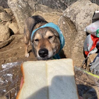 とりあえず、持ってきたのがお餅じゃなくて良かったと思う。ホットサンドにできず、そのまま食す。食パンの耳、焼いてないとモソモソで苦手。
しょーがないなぁ‥グリコにあげちゃう♡