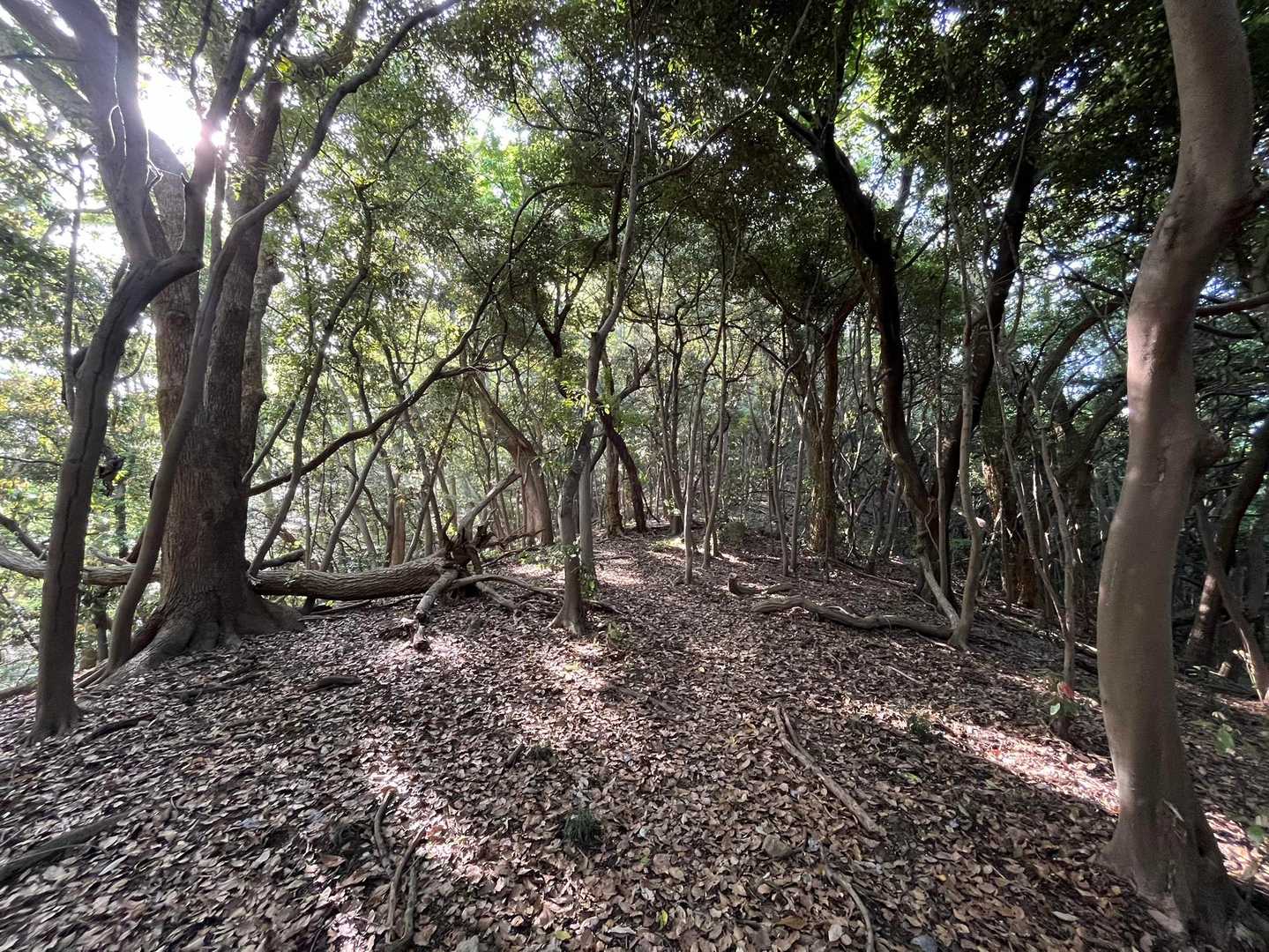 怒塚山-金甲山 往復コースの写真
