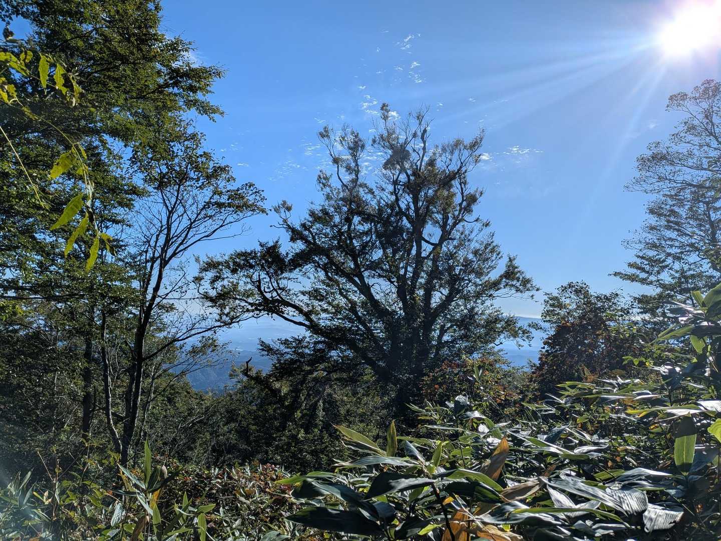 東坂登山口-勝田ヶ山-甲ヶ山 往復コースの写真
