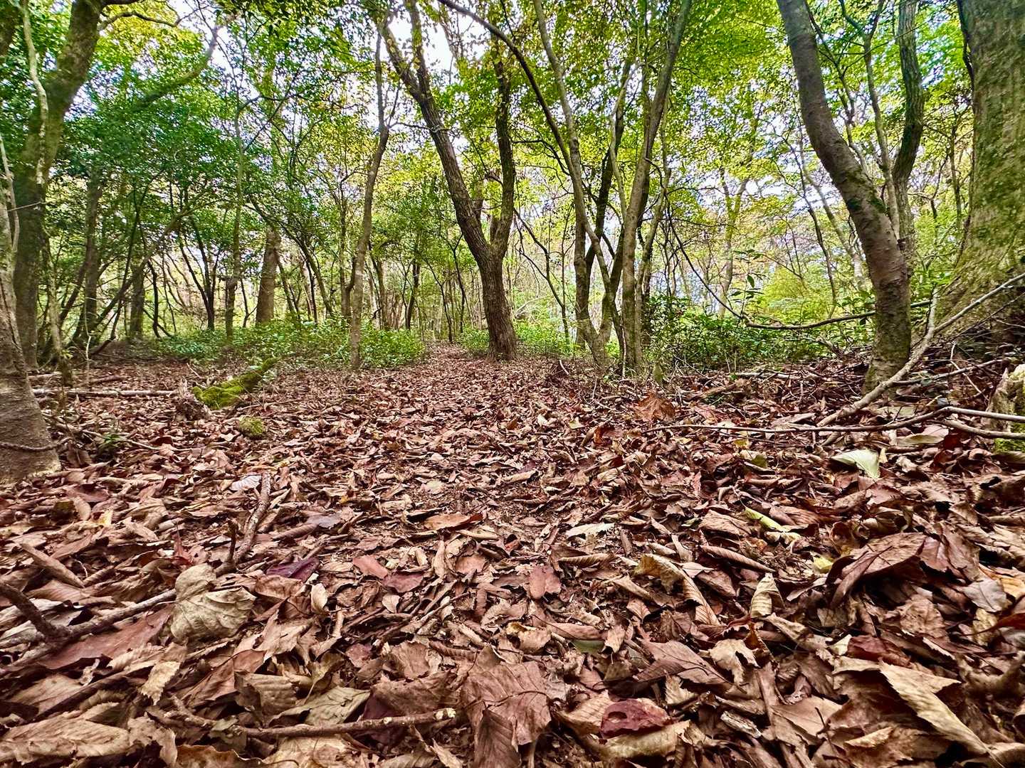 落ち葉シャリシャリロード🍂