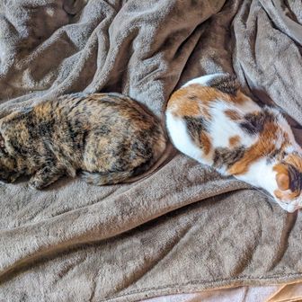 うずらとわらび