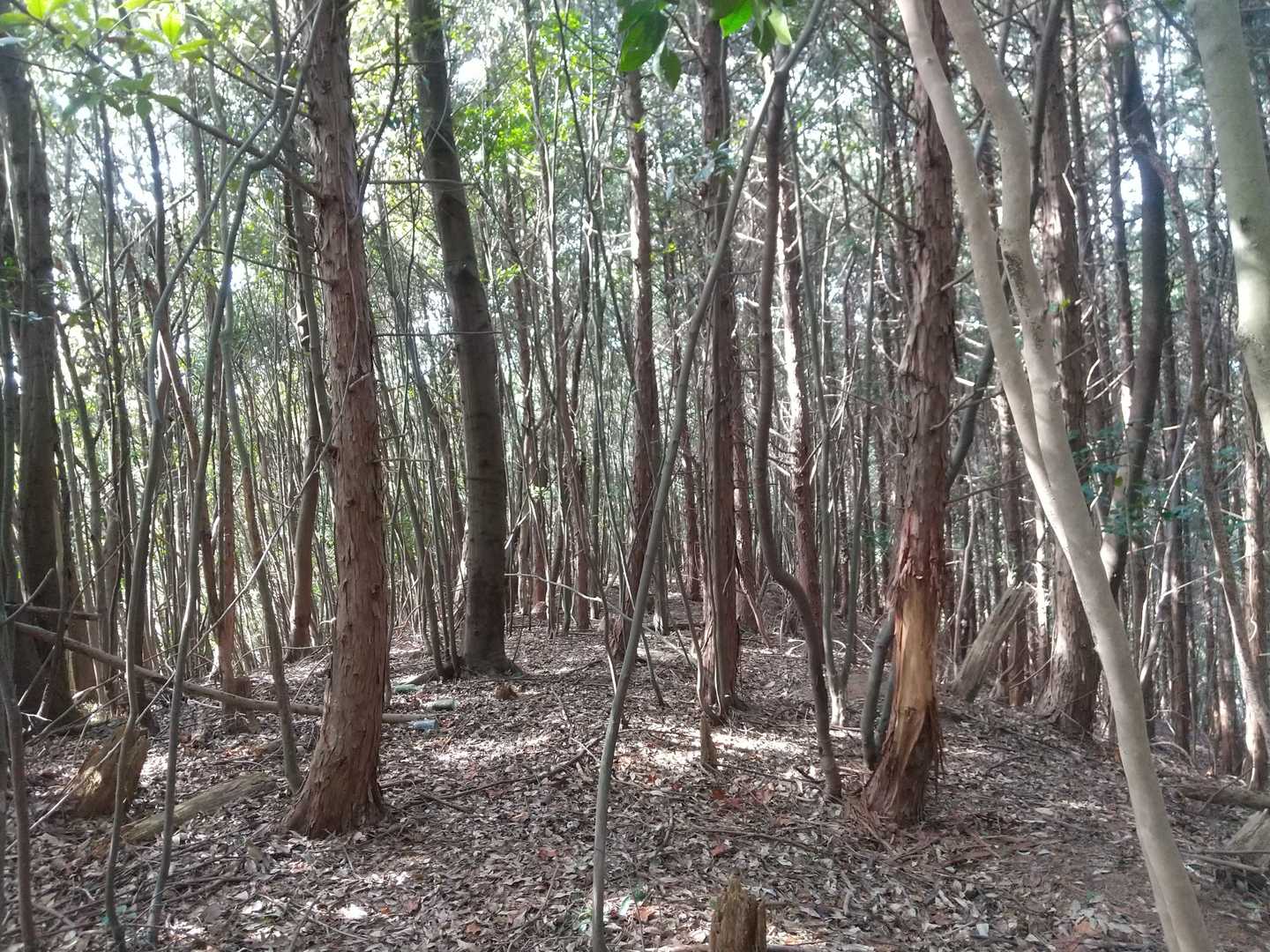 明るい尾根