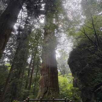 鬼杉！