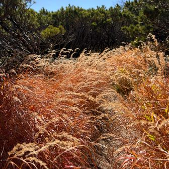 平山手前の草紅葉はピンク🩷