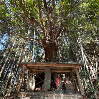 途中の二十三夜塔
後ろの御神木が迫力‼️