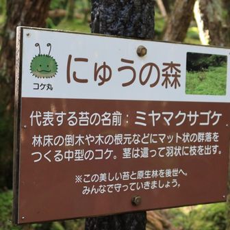 にゅう
