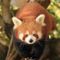がし