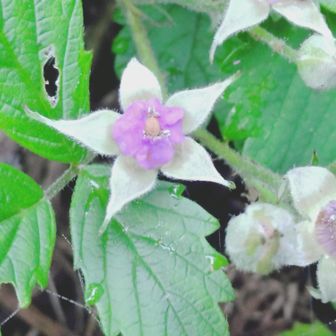 ナワシロイチゴの花？